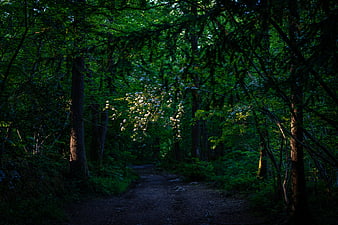 Dark Forest Path with Sunlit White Flowers