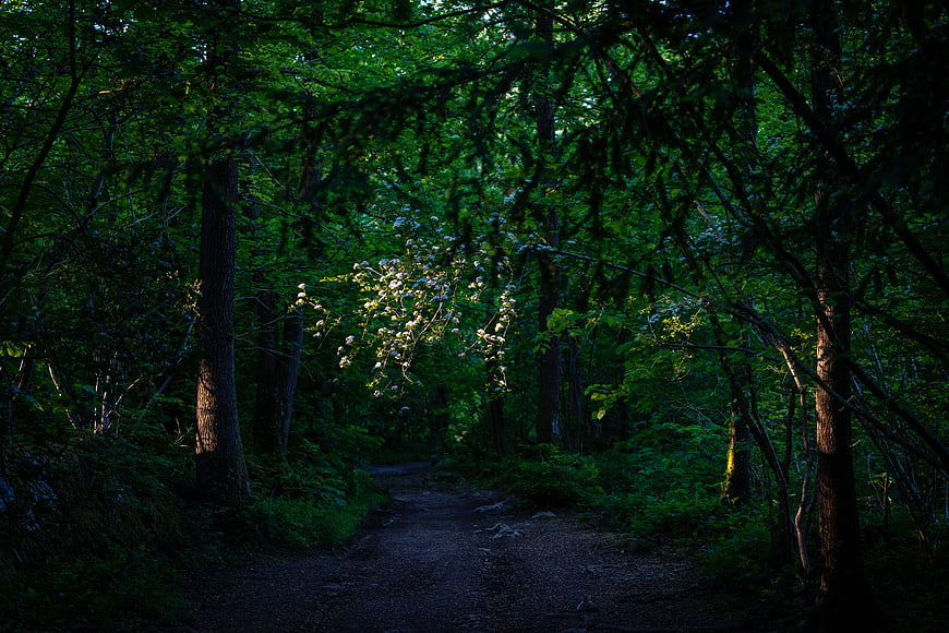 Dark Forest Path with Sunlit White Flowers