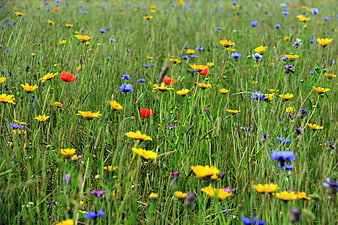 Vibrant Wildflower Meadow with Yellow, Red, and Blue Blooms