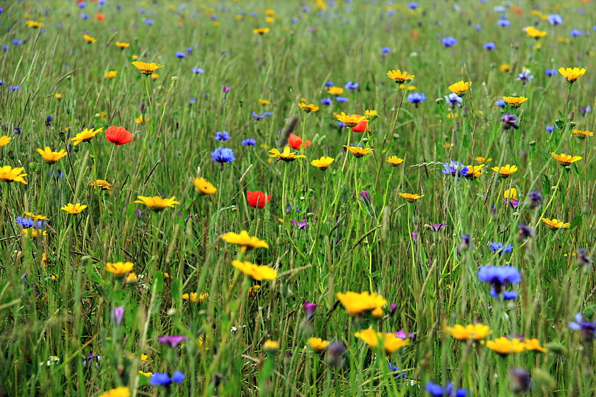 Vibrant Wildflower Meadow with Yellow, Red, and Blue Blooms