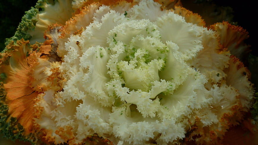 Close-up of ornamental kale with white and orange ruffled leaves