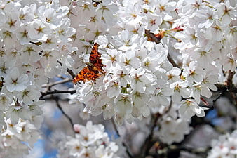 Orange butterfly on white cherry blossoms in spring