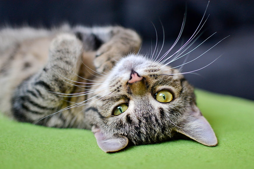 Playful Tabby Cat Lying on Green Surface