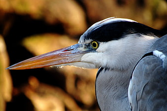 Close-up Portrait of Great Blue Heron Head
