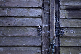 Old Rustic Wooden Door with Cobwebs and Metal Hinges