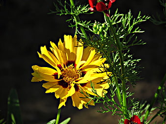 Close-up of yellow and red coreopsis flower in garden