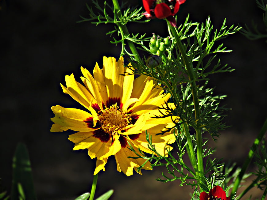 Close-up of yellow and red coreopsis flower in garden
