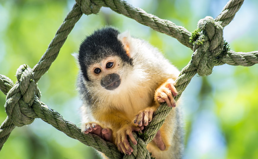 Cute Squirrel Monkey Clinging to Rope in Green Forest