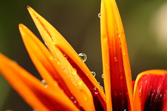 Close-up of vibrant orange flower petals with water droplets