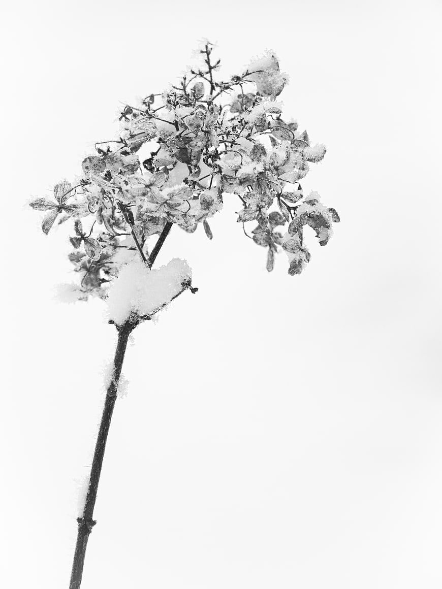 Snow-covered dried flower branch in black and white
