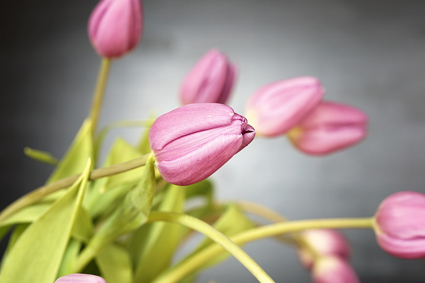 Close-up of pink tulips with green stems on gray background