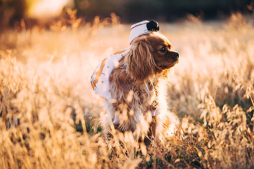 Cute brown dog in astronaut costume sitting in golden field