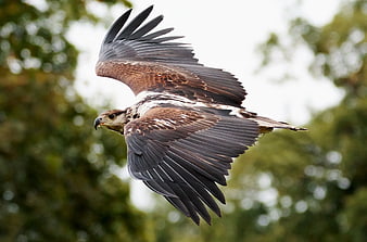 Red-tailed Hawk Soaring in Flight with Spread Wings