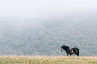 Lone Horse Standing on Misty Highland Ridge