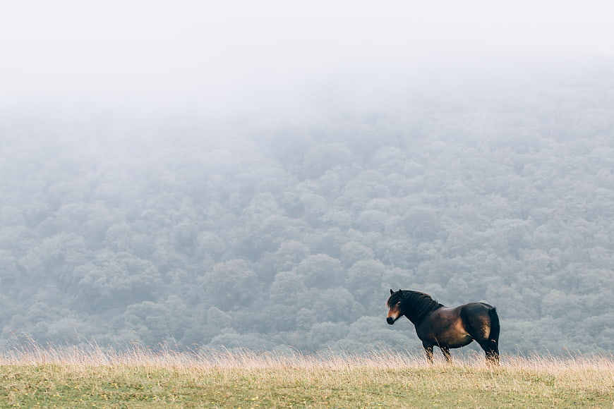 Lone Horse Standing on Misty Highland Ridge