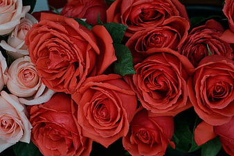 Close-up of vibrant red and peach roses bouquet