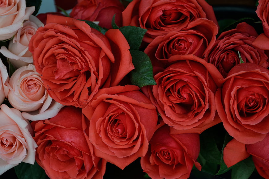 Close-up of vibrant red and peach roses bouquet