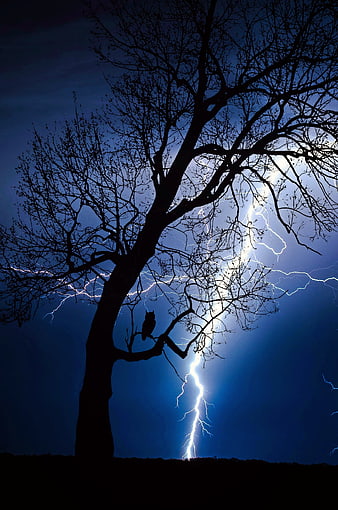 Silhouette of Owl in Tree During Lightning Storm