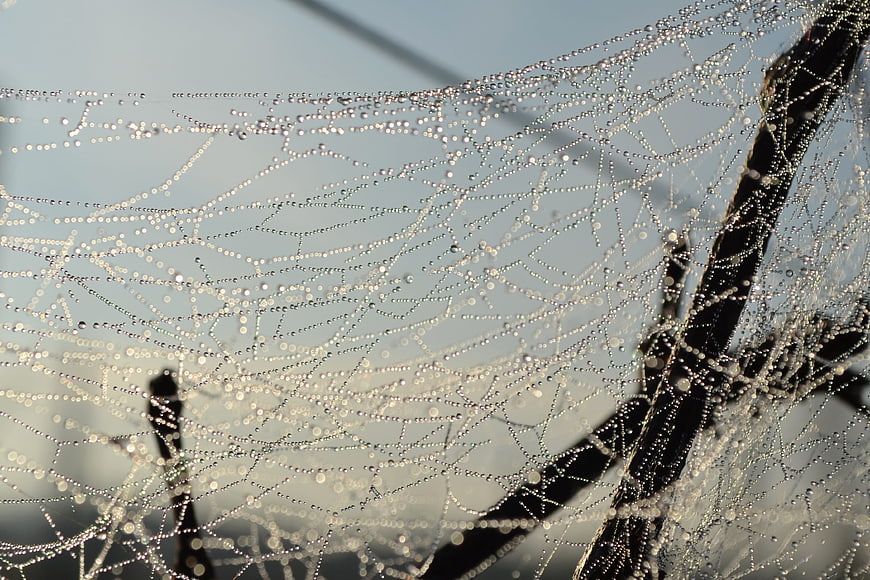 Close-up of Dewy Spiderweb in Morning Light