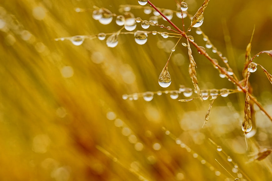Golden grass with dew drops in macro close-up