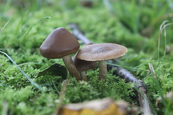 Close-up of brown mushrooms growing in green moss