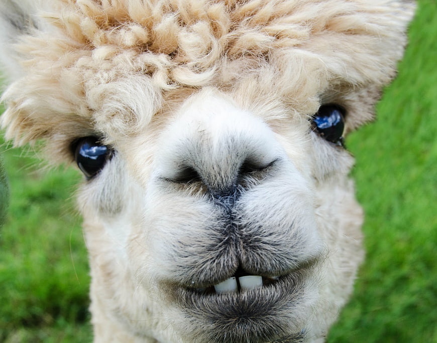 Close-up portrait of a smiling alpaca with visible teeth