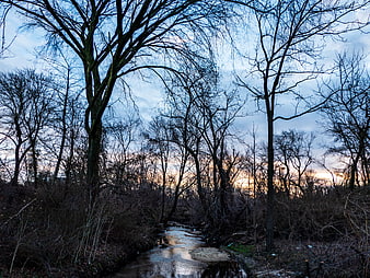 Winter Stream Through Bare Trees at Sunset
