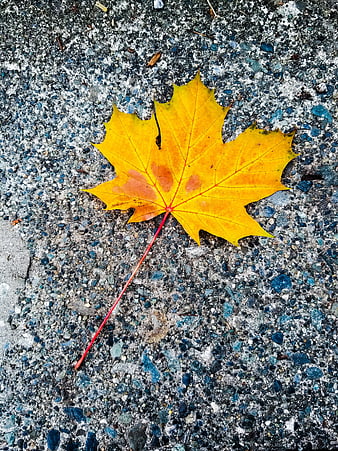 Yellow maple leaf on textured asphalt background