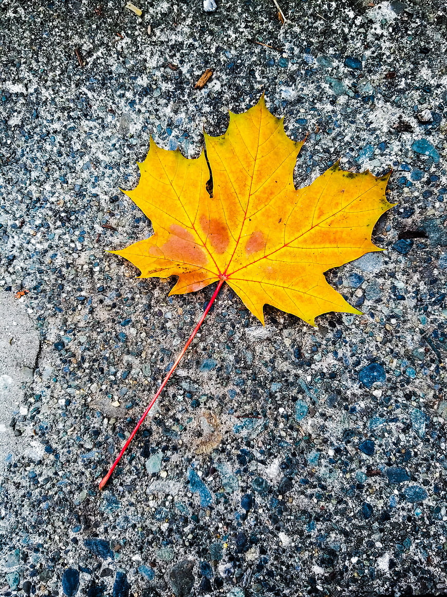 Yellow maple leaf on textured asphalt background