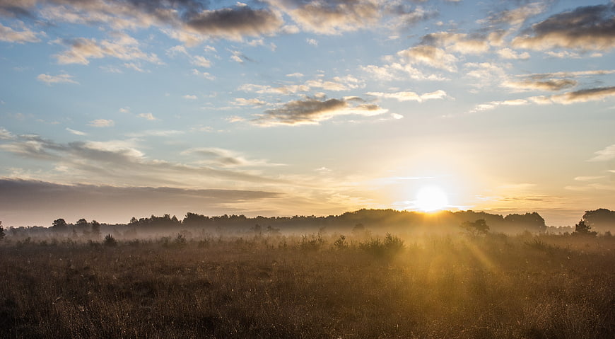 Golden Sunrise Over Misty Heather Field with Sun Rays