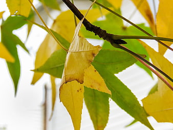 Close-up of yellowing autumn leaves on a tree branch