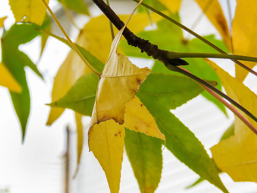 Close-up of yellowing autumn leaves on a tree branch