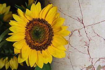 Close-up of vibrant yellow sunflower against cracked wall