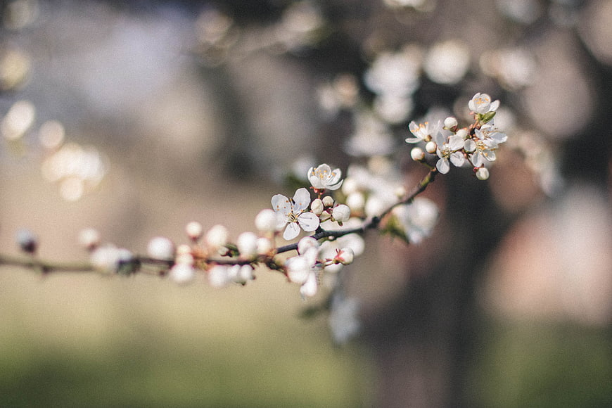 White spring blossoms on a branch with soft bokeh background