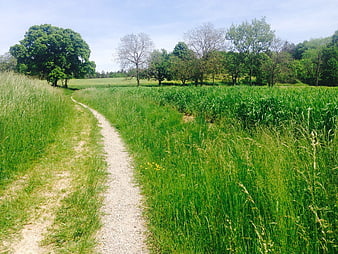 Gravel path winding through a lush green meadow with trees