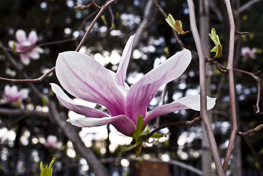 Close-up of a blooming pink and white magnolia flower