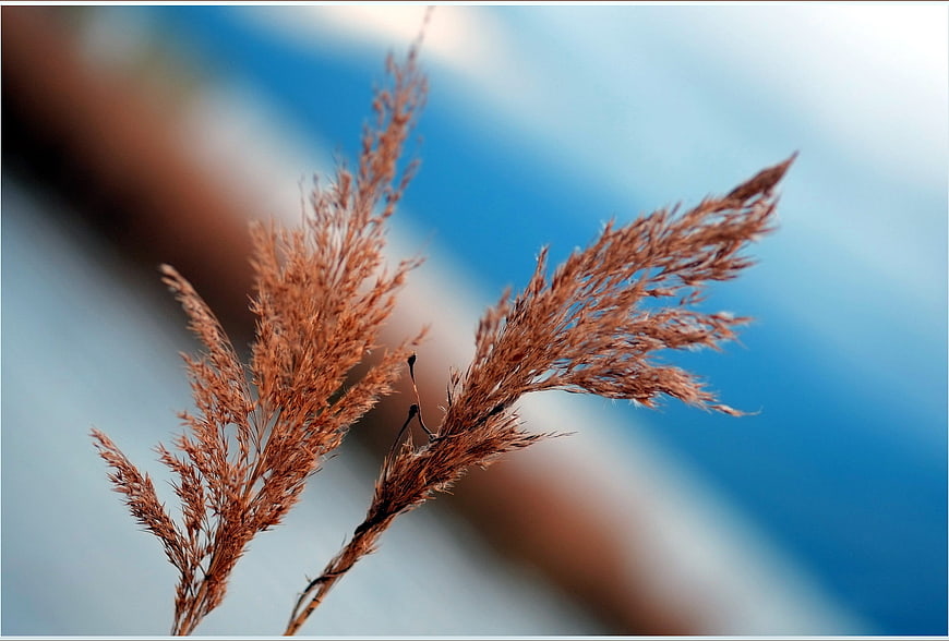 Dried reed grass close-up against a blurred blue background