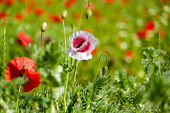 Bicolored Poppy Flower In Meadow