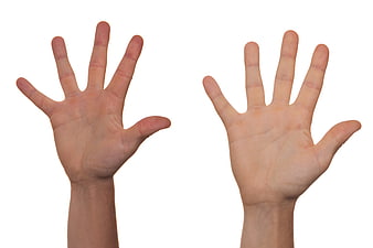 Two Open Hands Showing Palms on White Background