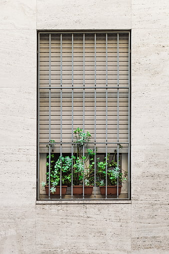 Green potted plants behind metal window bars on stone wall