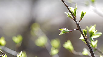 Fresh green spring leaves on a branch with blurred background