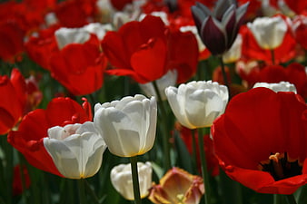 Vibrant Red and White Tulips in Spring Garden