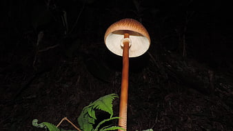 Illuminated brown mushroom in dark forest at night