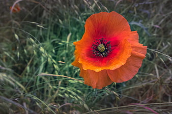 Vibrant Red Poppy Flower in Natural Meadow Setting