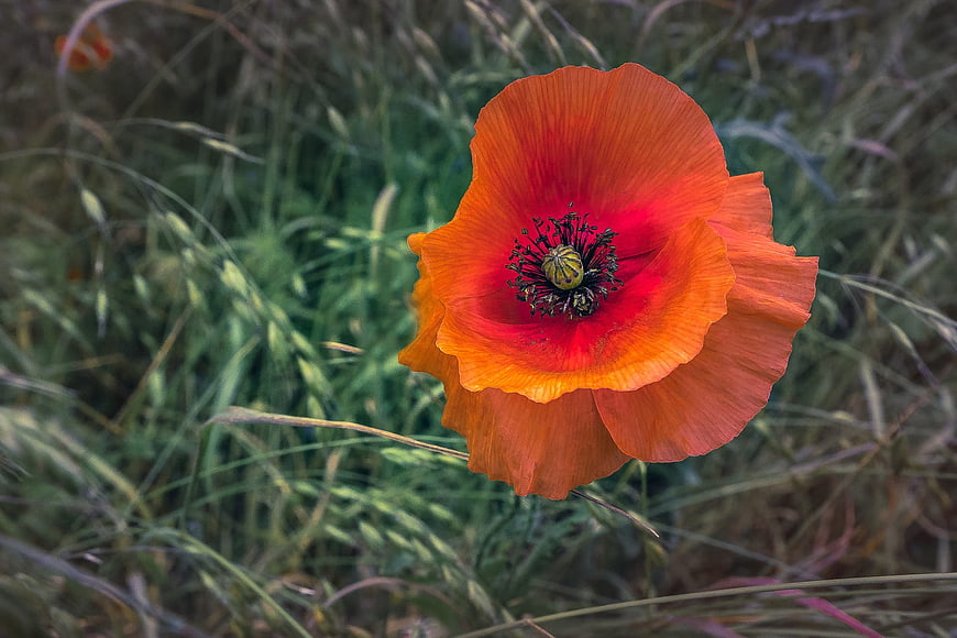 Vibrant Red Poppy Flower in Natural Meadow Setting