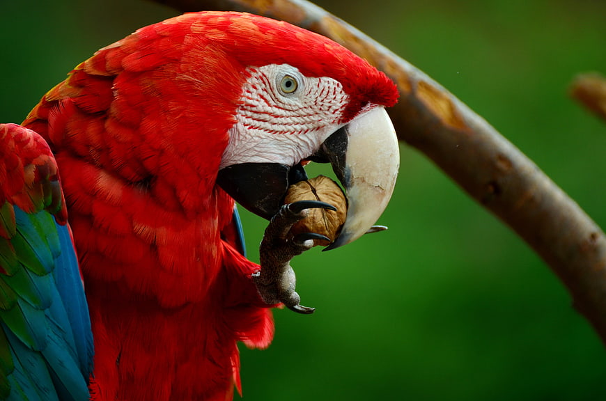 Close-up of Red Macaw Eating Walnut on Branch