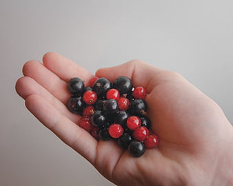 Hand holding fresh red and black currants
