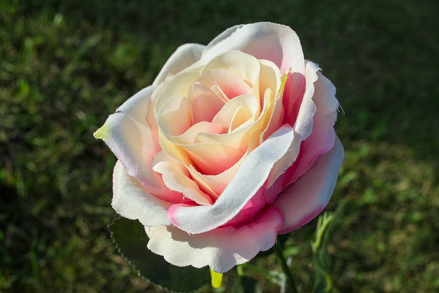 Close-up of a Pink and White Artificial Rose in Sunlight