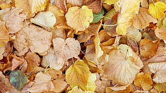 Top View of Dried Yellow and Brown Autumn Leaves Texture