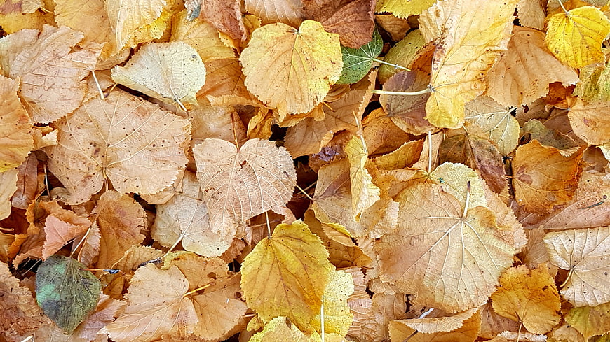 Top View of Dried Yellow and Brown Autumn Leaves Texture